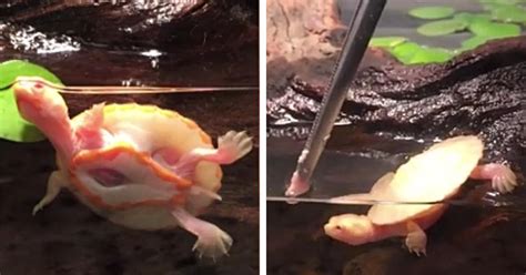 Cute Baby Turtle Born With Heart Outside Of Chest Lives Caretaker
