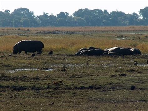 Imágenes De Parque Nacional De Chobe Fotos De Vacaciones En Parque