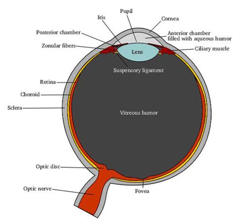 Anatomy of the Eye | The Johns Hopkins Wilmer Eye Institute