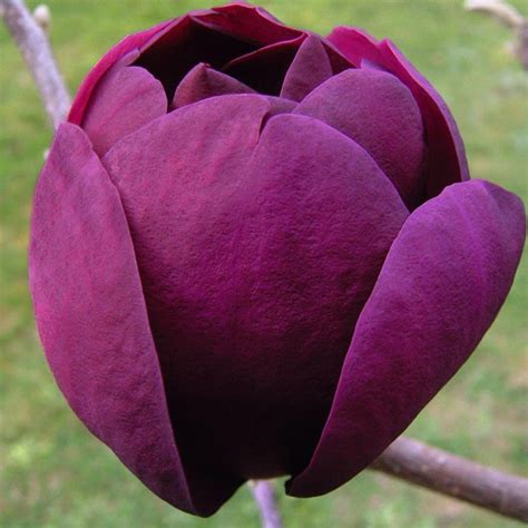 Magnolia Black Tulip Magnolia Black Tulip Uploaded By