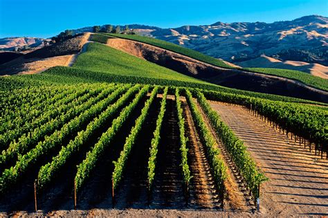 The Meaning And Symbolism Of The Word Vineyard