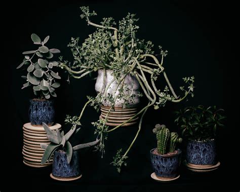Tula Plants And Design Crescent Lookbook Plant Design Plants Unique