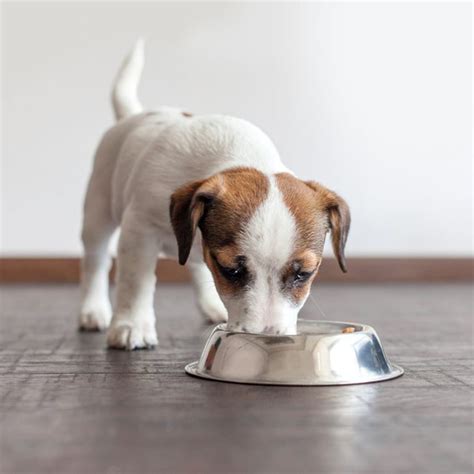 Wet Or Dry Top 10 Dog Foods To Keep Your Pup Happy And Healthy Furry