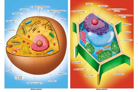 Apuntes Y Resúmenes De Psicología Y Biología Biología Humana La Celula