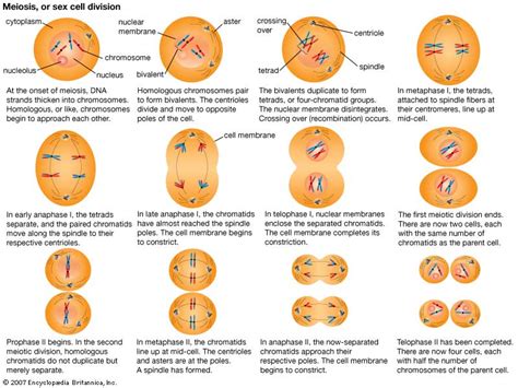 Nondisjunction can occur at two different points. Mitosis and Meiosis - fcsbiology