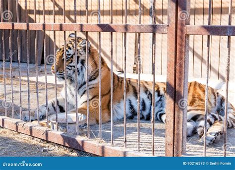 Tiger In Captivity In A Zoo Behind Bars Power And Aggression In The
