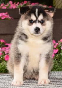 Begin typing to explore the breeds, types, and varieties included in our test. Pomsky Dog Breed [Everything You Need To Know About The ...