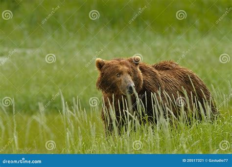 Alaskan Grizzly Bear Stock Image Image Of Alaskan Bear 20517321