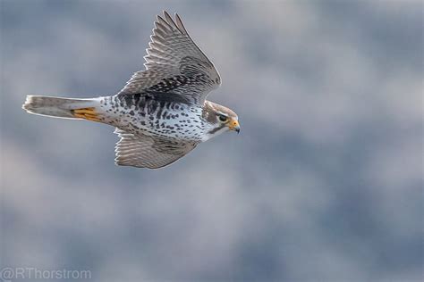 Prairie Falcon Falco Mexicanus Female With A Crop Flying Flickr