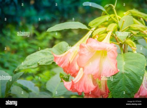 Die Rosa Engel Trompete Blumen Brugmansia Suaveolens Am Baum