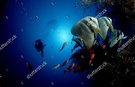 Pinnate Batfish Scuba Diver Platax Pinnatus Editorial Stock Photo