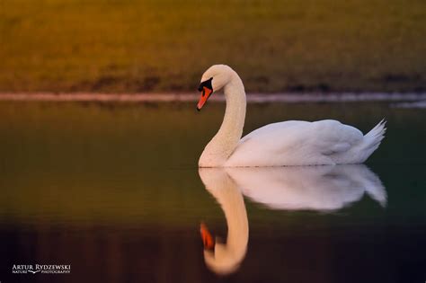 mute swan cygnus olor artur rydzewski nature photography
