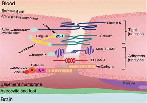 Endothelial Cell Tight Junctions And Adherens Junction Proteins The