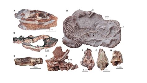 Fossils Of Prehistoric Legged Snake Explain The Evolution Slithering