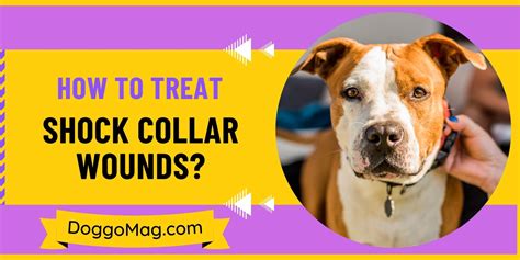 How To Treat Shock Collar Wounds 5 Steps Doggomag