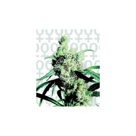 Sensi seeds is the weed seed bank worldwide. Silver Haze 9 Sensi Seeds Bank - Pura Terreta