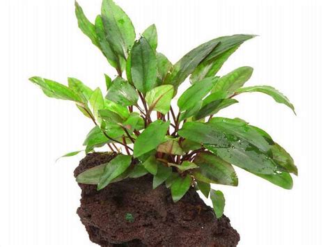 It has basal leaves with elongated sheathing petioles. Cryptocoryne Beckettii 'Petchii' jetzt ab 4,99 € kaufen ...