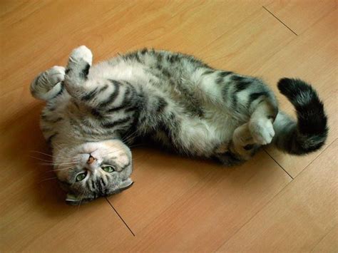 49 Cats In Strange Poses Cat Pose Cats Beautiful Cats