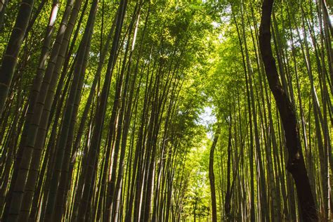 Kyotos Bamboo Forest The Complete Guide