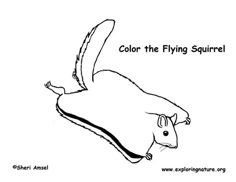 Flying Squirrel Coloring Pages Download And Print For Free