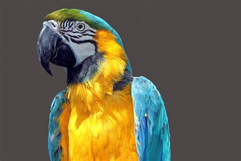 Banyak orang yang gemar menjadikannya sebagai teman untuk. Gambar : sayap, paruh, warna, biru, fauna, macaw ...