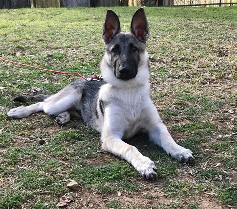 German Shepherd Puppy Silver And Black At 4 Months🐺 ️ Gsd