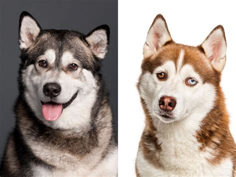 What Is The Difference Between A Siberian Husky And Alaskan Malamute