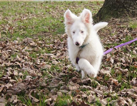 · deaf dogs can live normal lives, but need to have a special dedicated owner to work with them. White Dog Blog: Leash Training Blind-Deaf Dogs
