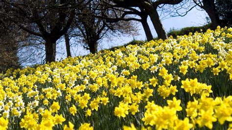 Spring Daffodils Flowers Wallpapers Wallpaper Cave