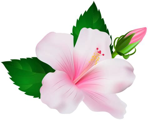 Download High Quality Hibiscus Clipart Transparent Background