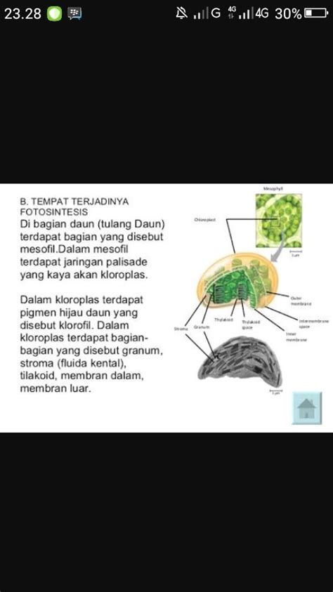 Fotosintesis terjadi pada bagian - Brainly.co.id