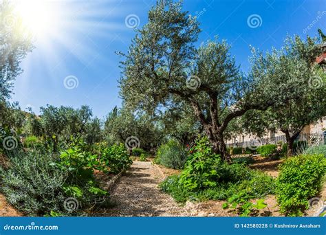 Gethsemane Garden On The Mount Of Olives Stock Photo Image Of