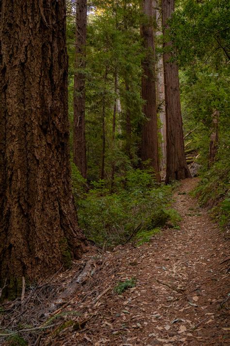 The Most Beautiful Redwood Groves In Bay Area Miladidit