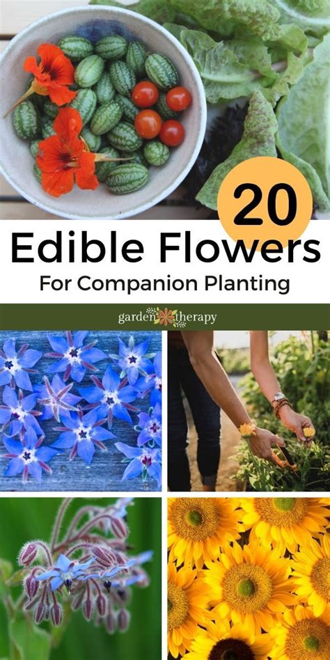Double Duty Plants 20 Edible Flowers For Companion Planting In The