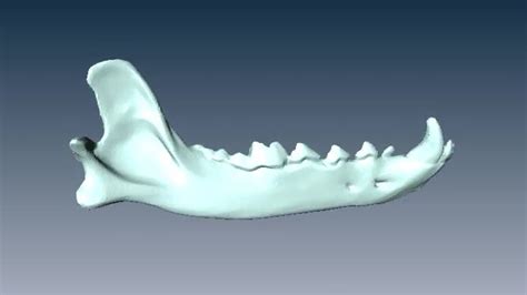 Shape Change Of Canid Mandible In Transition From Wolf To Dog Cornell