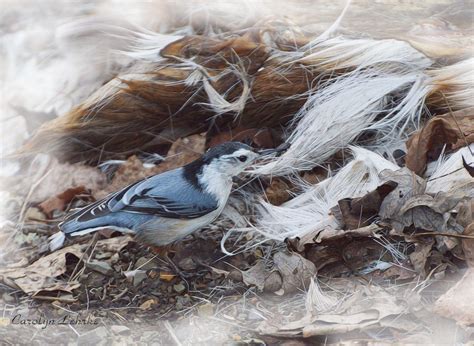 Birds will feel at home in this nest made of attracts 128 species of birds, including nuthatches, white breasted nuthatch, red breasted nuthatch and pygmy nuthatch… White Breasted Nuthatch Gallery - NYSBS