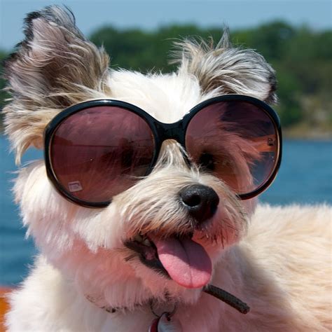 Pictures Of Dogs Wearing Sunglasses Popsugar Pets