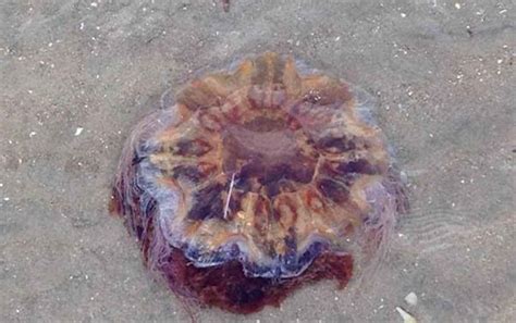 Larger lion's mane jellyfish will be a vivid crimson to dark purple color where smaller ones will be a lighter orange or tan color, sometimes being completely colorless. Warning! Watch Out for Lion's Mane Jellyfish at The Beach