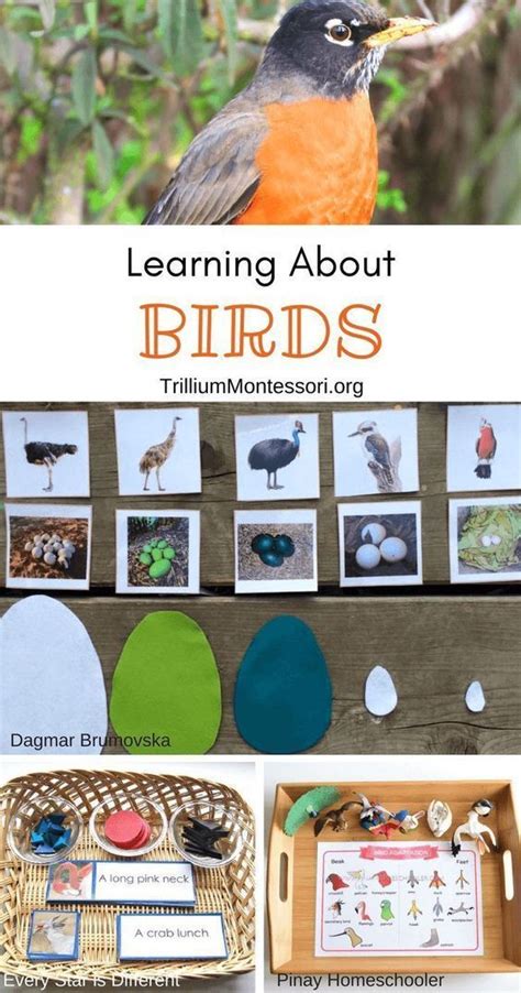 Montessori Resources for Learning About Birds - Trillium Montessori