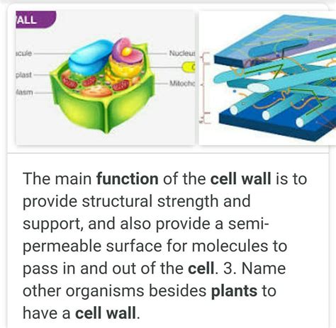 What Are The Functions Of Cell Wall In Plant Cells