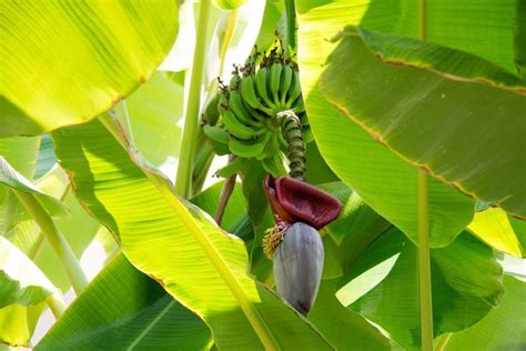 Growing Banana Plants In Backyard Planting Guide Gardening Tips