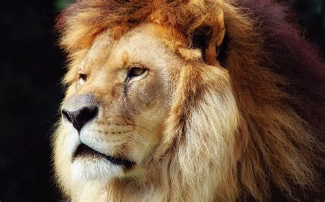 Looking for the best wallpapers? Lion HD Wallpaper free download | Lion wallpaper, Lion ...