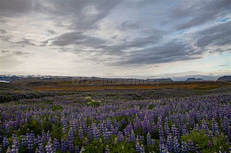 The Endless Sea Of Lupine Flowers Beside Highway No 1 In Iceland Stock