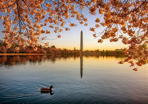 Cherry Blossoms Are Bursting At The Tidal Basin But Not Peaking Yet