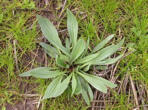 Their presence indicates that certain soil a soil test will give you the basics about ph and soil fertility, but the weeds in your garden can give dillion recommends choosing the right types of grass cool season or warm season species. Common Garden Weed Identification: Pictures & Descriptions | The Old Farmer's Almanac