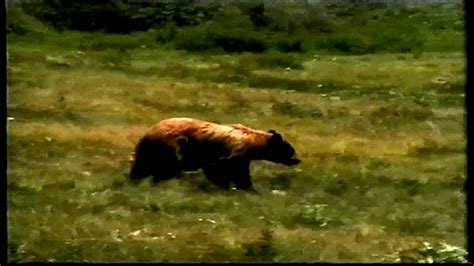Wild Bears The Bears Of Waterton Lakes National Park Youtube