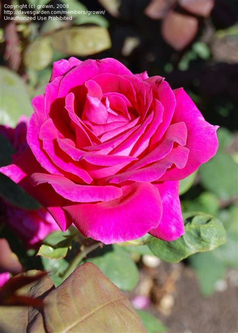Plantfiles Pictures Hybrid Tea Rose Big Purple Rosa By Manueldalmeida
