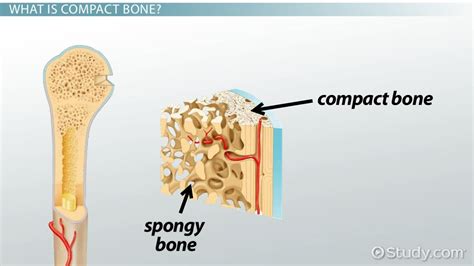Compact Bone Definition Structure And Function Video And Lesson