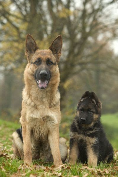 Elsässisch or elsässerditsch alsatian german; Dog German Shepherd / Alsatian Adult sitting down with pup ...