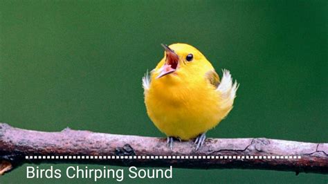 Animal Sounds Birds Chirping Sound Youtube